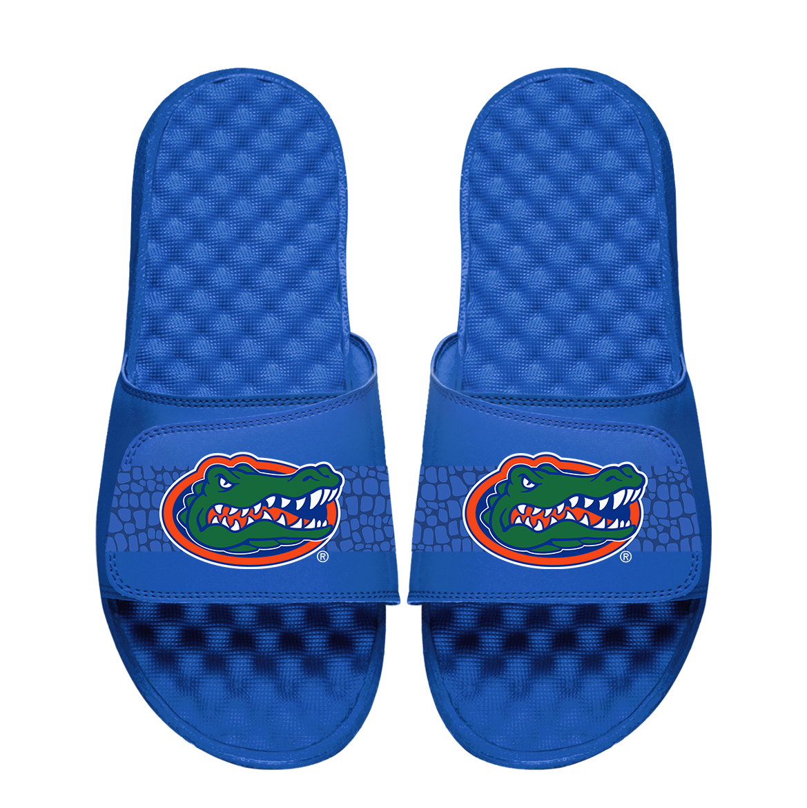 Florida Gators Stripe