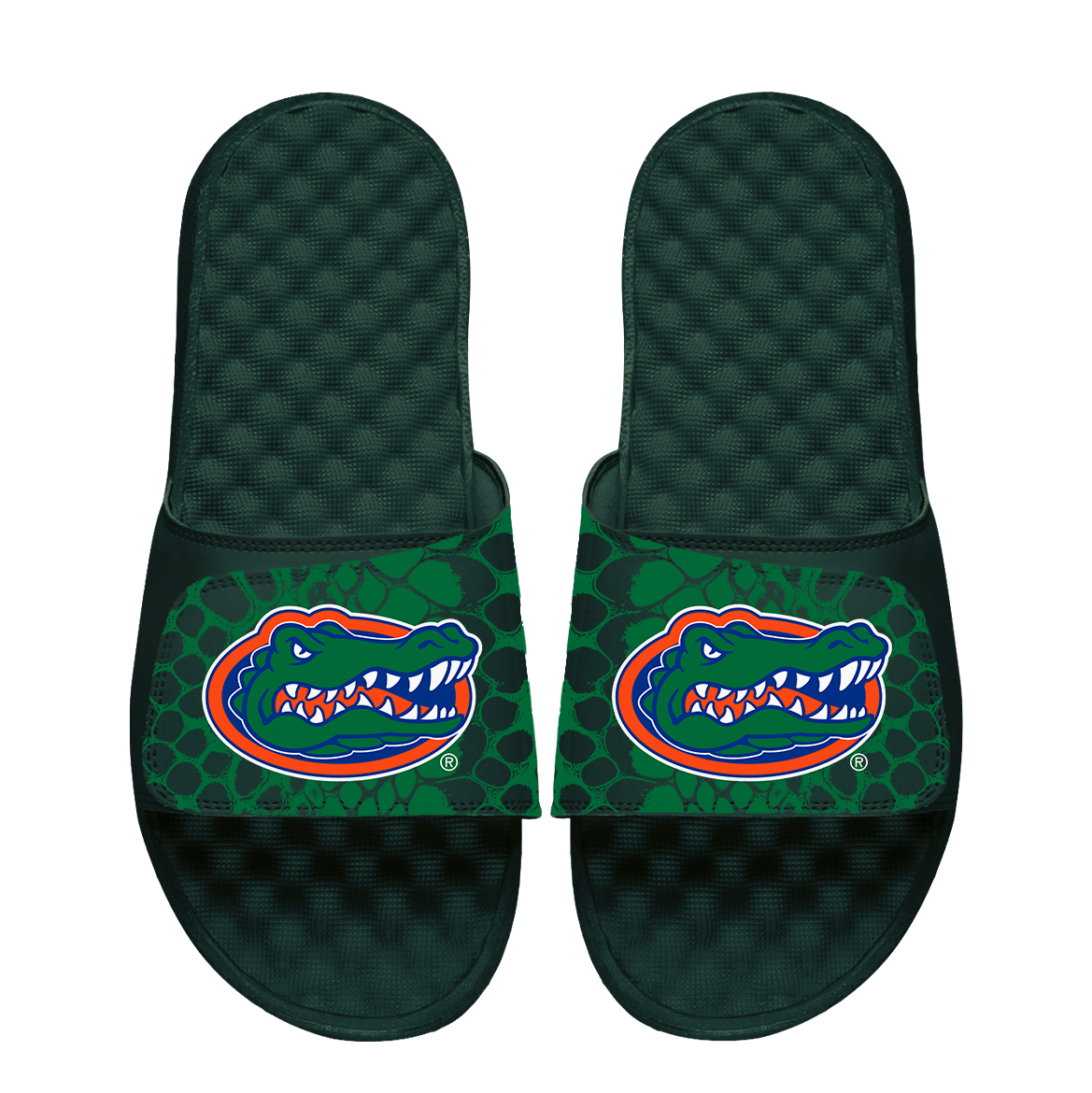 Florida Gators Year of the Snake