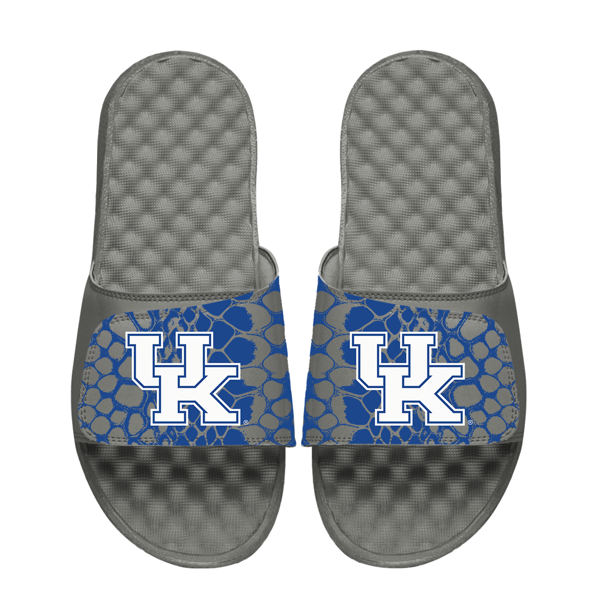 Kentucky Wildcats Year of the Snake