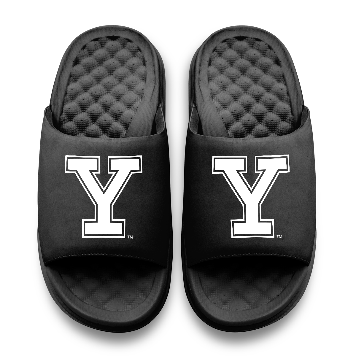 Yale Bulldogs Primary Motive